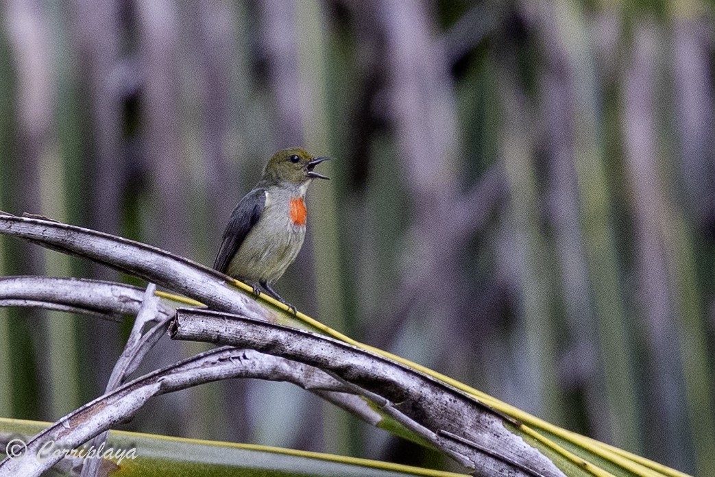 Olive-crowned Flowerpecker - ML623011868