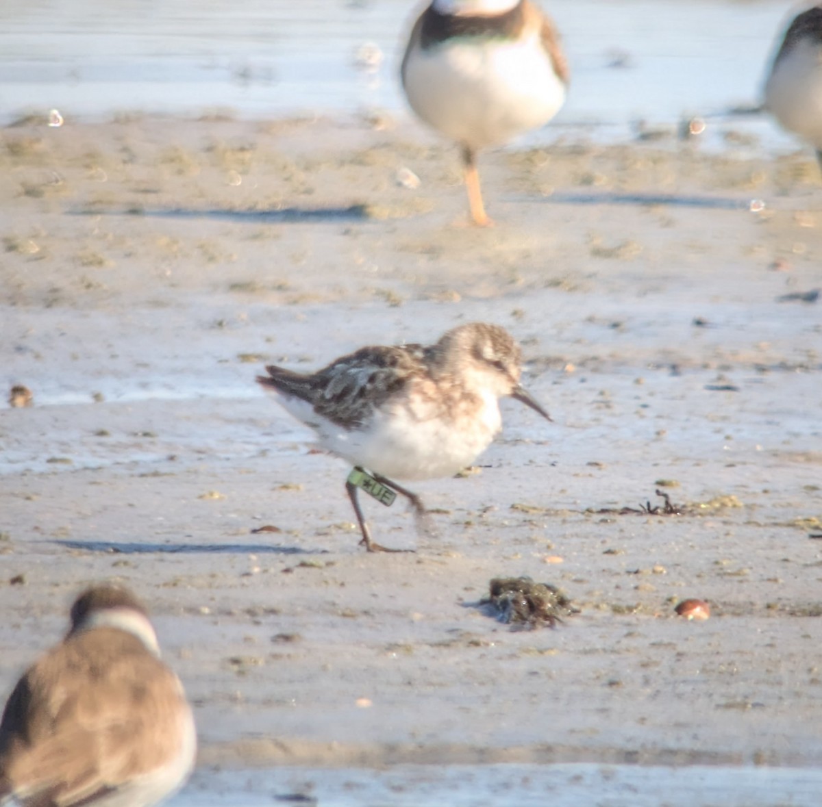 Semipalmated Sandpiper - ML623011869