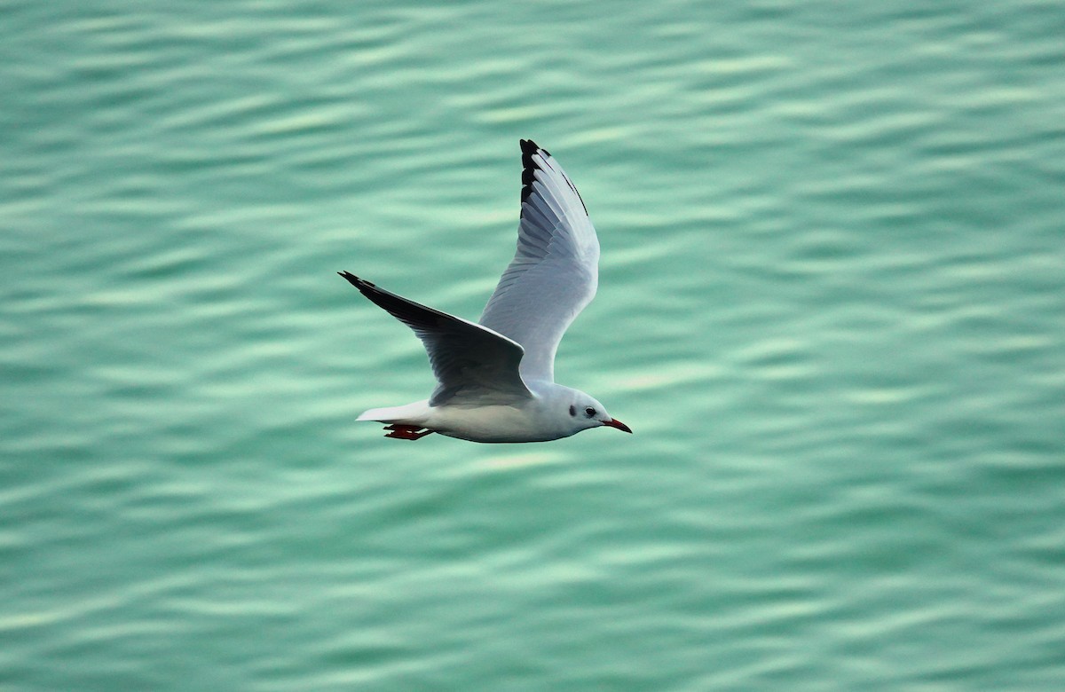 Black-headed Gull - ML623011918