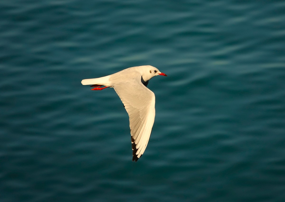 Black-headed Gull - ML623011923