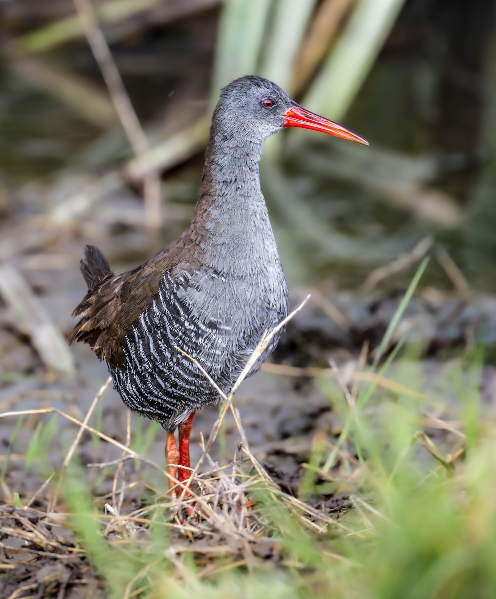 African Rail - ML623011924