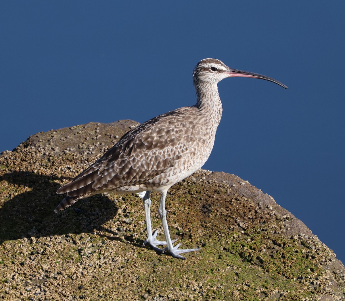 Whimbrel - ML623011963