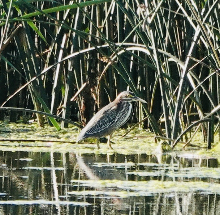 Green Heron - ML623011975