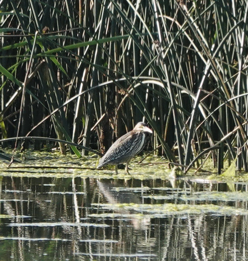 Green Heron - ML623011982