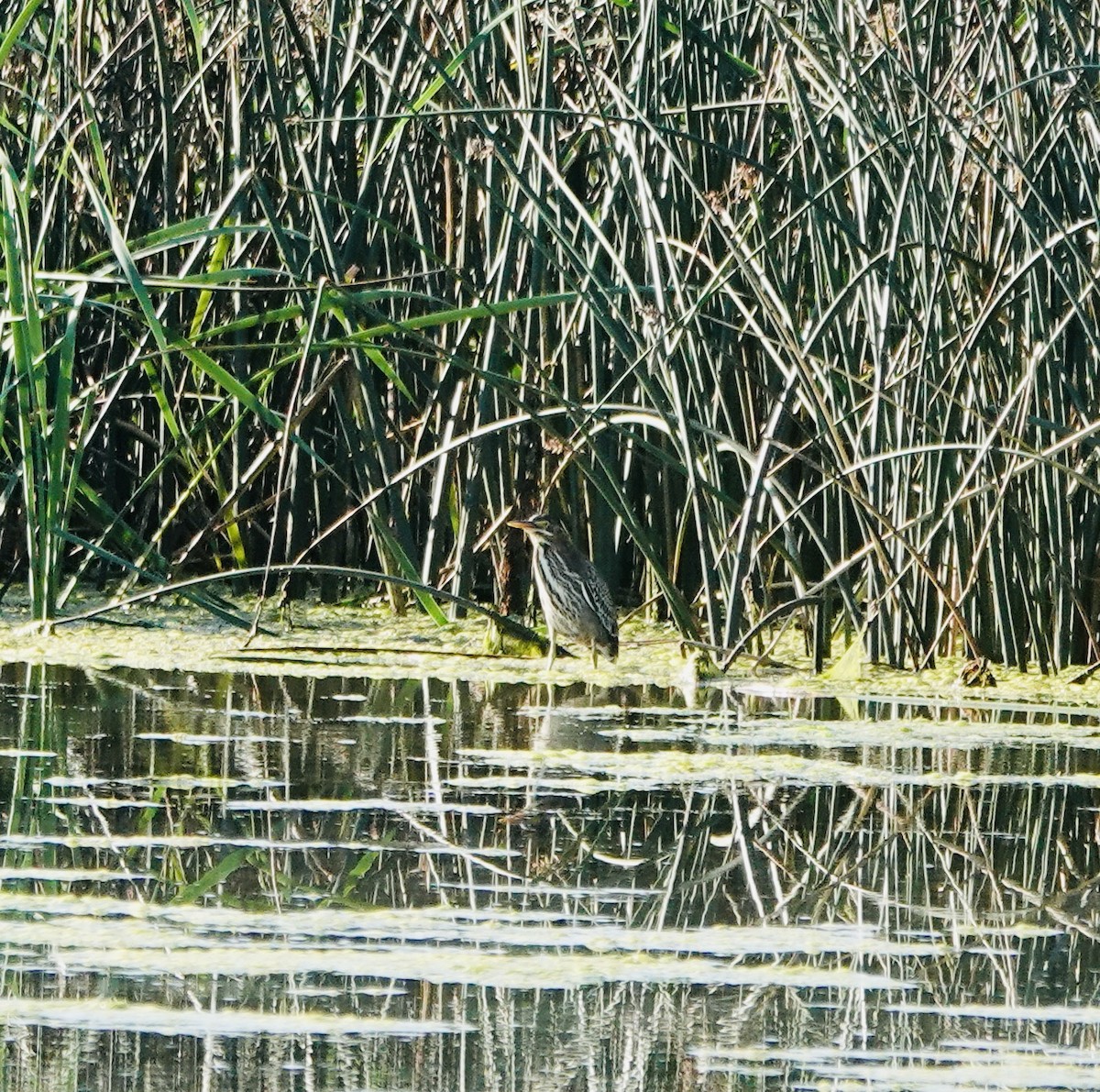 Green Heron - ML623011995