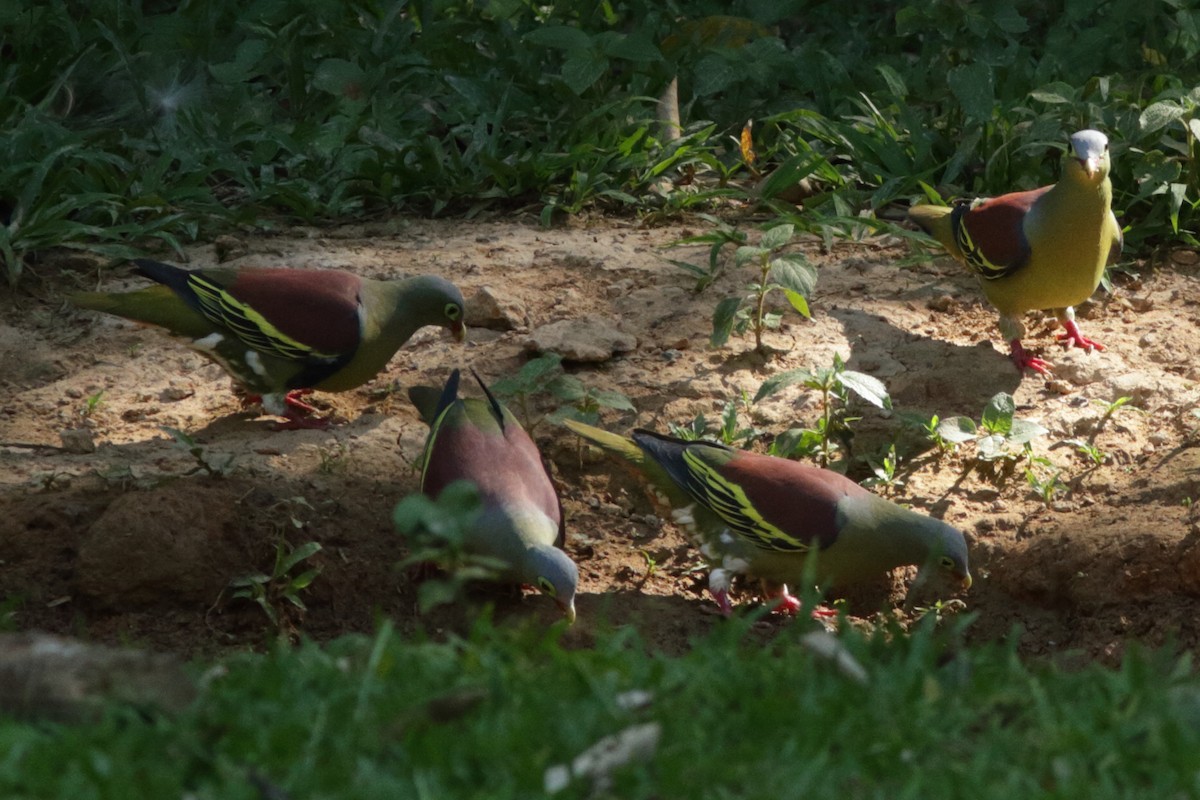 Thick-billed Green-Pigeon - ML623012015