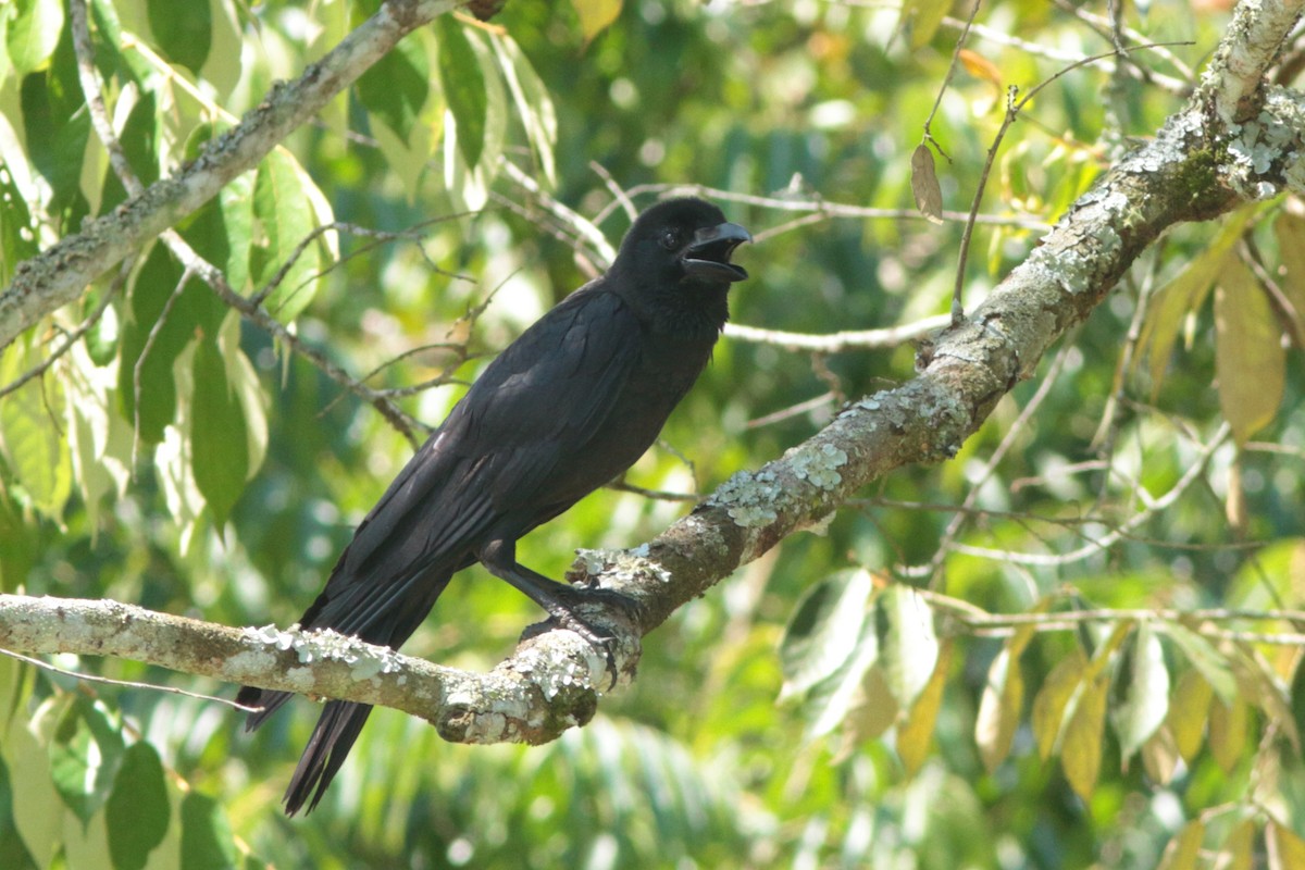 Large-billed Crow - ML623012043