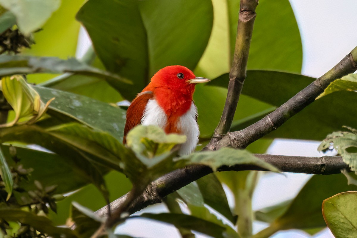 Scarlet-and-white Tanager - Rich Kostecke