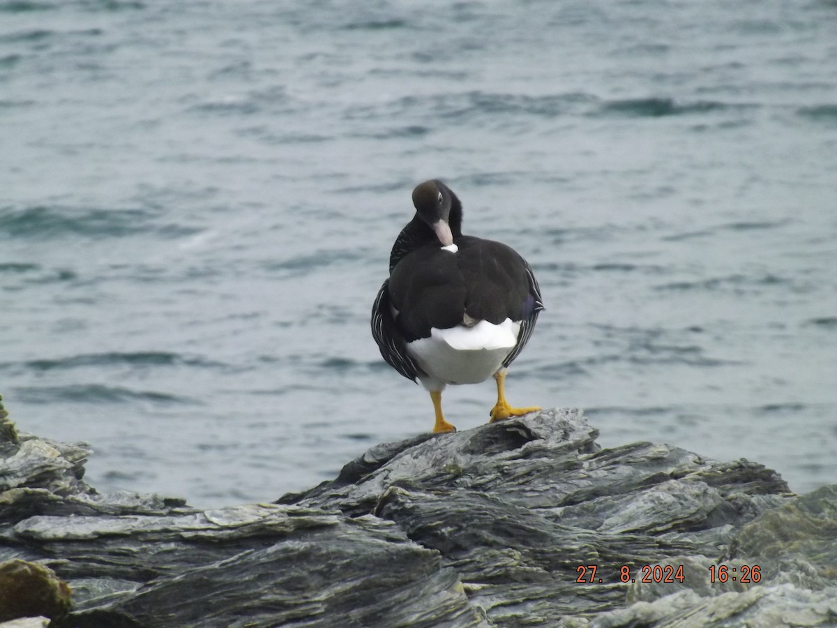 Kelp Goose - ML623012193