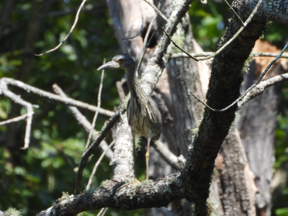 Yellow-crowned Night Heron - ML623012229