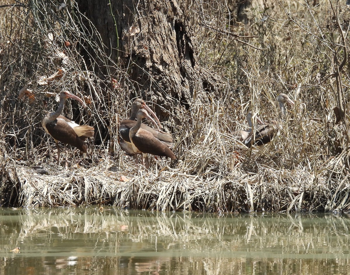 White Ibis - ML623012238