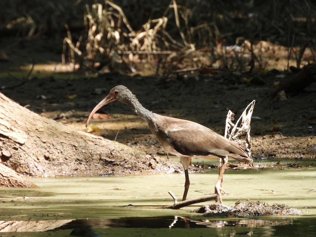 White Ibis - ML623012239