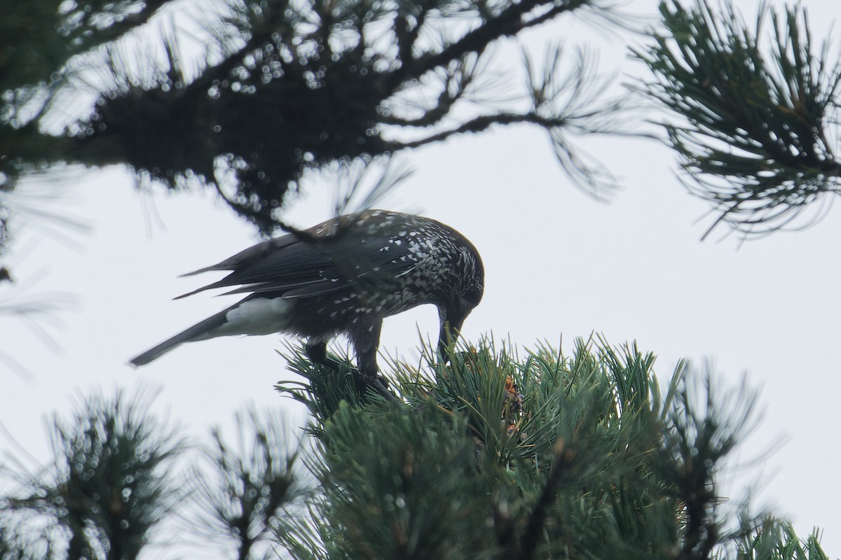 Northern Nutcracker - ML623012308