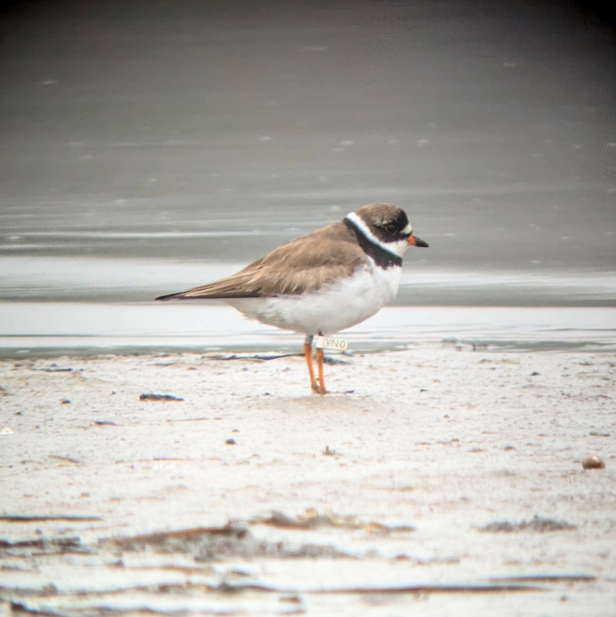 Semipalmated Plover - Kathleen MacAulay