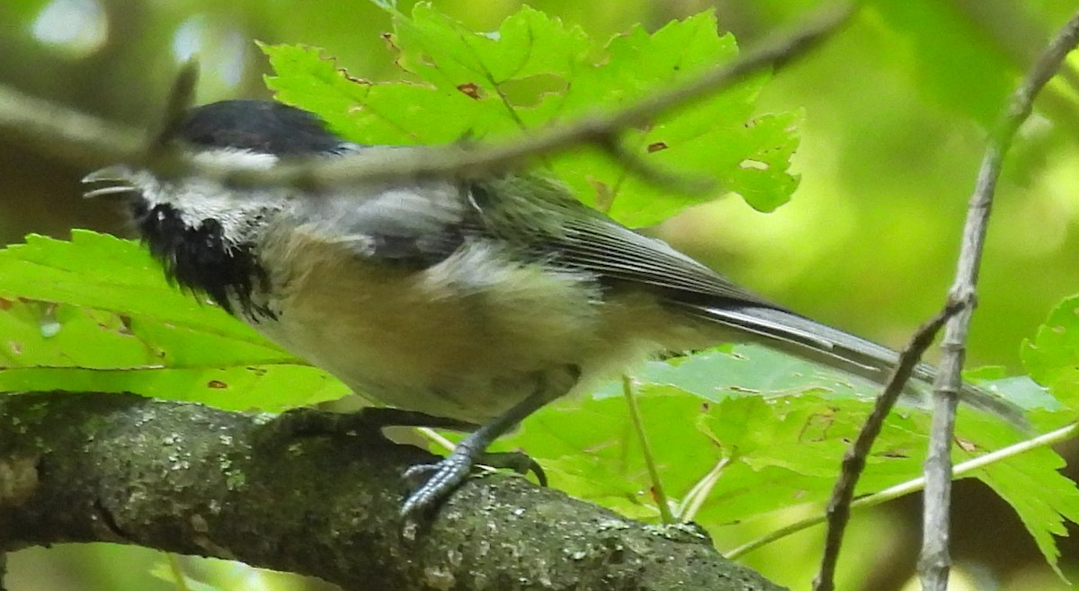 Carolina/Black-capped Chickadee - ML623012346