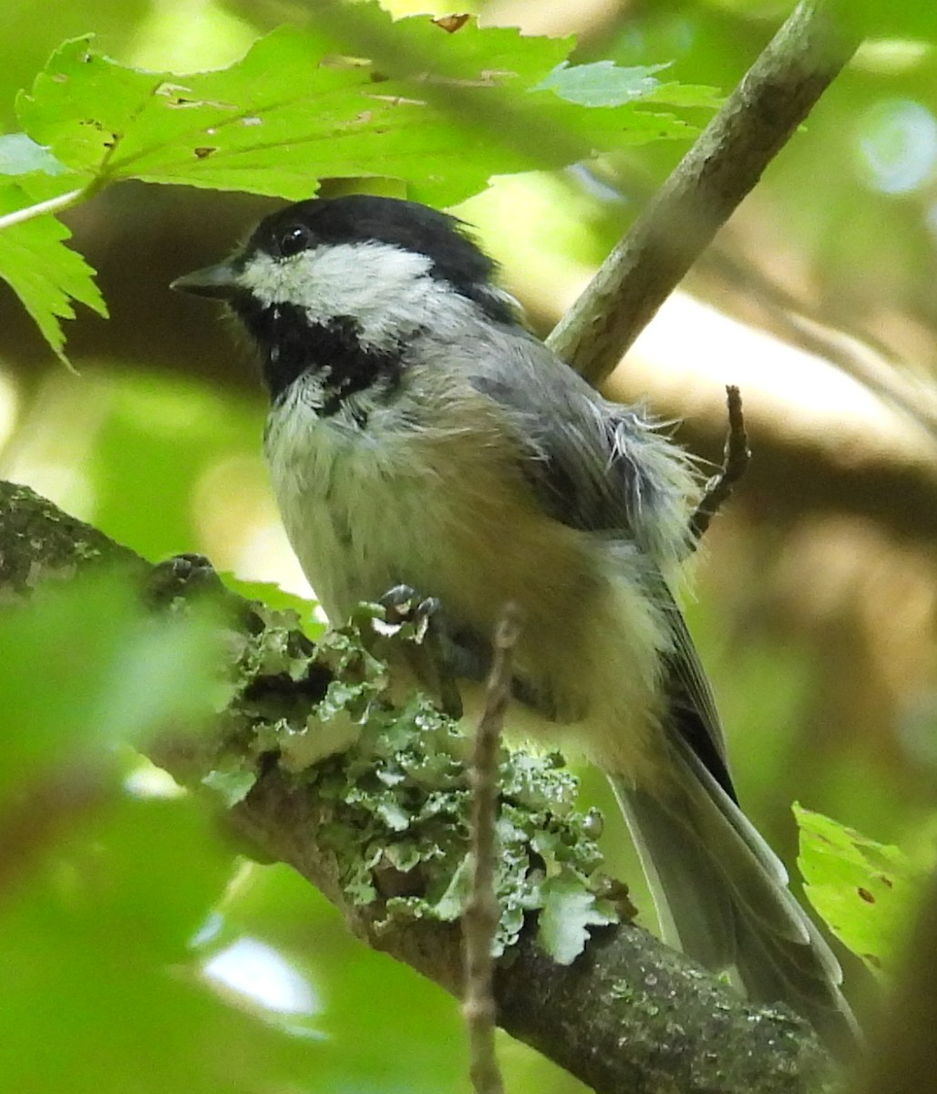 Carolina/Black-capped Chickadee - ML623012347