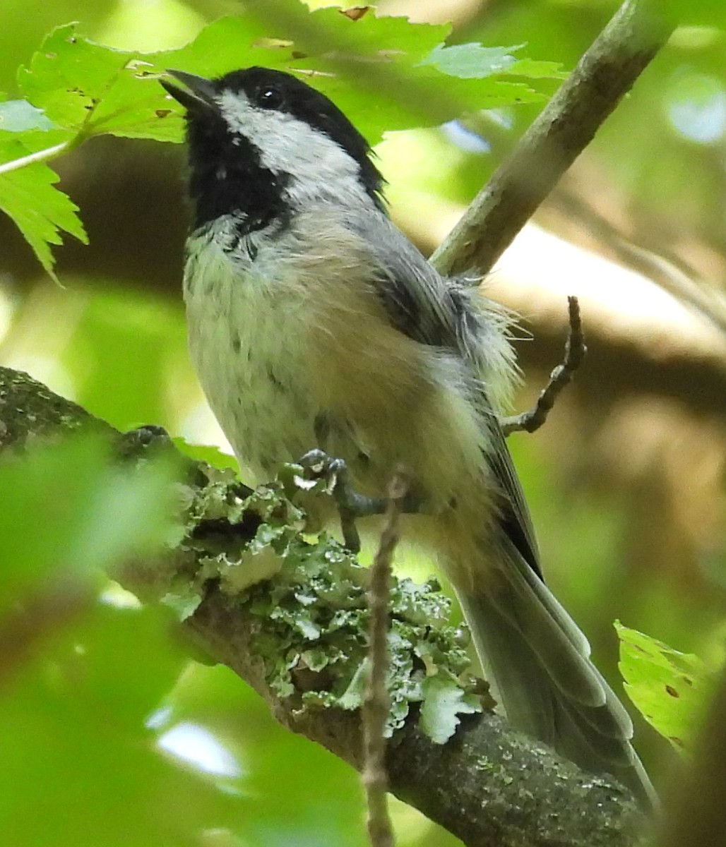 Carolina/Black-capped Chickadee - ML623012349