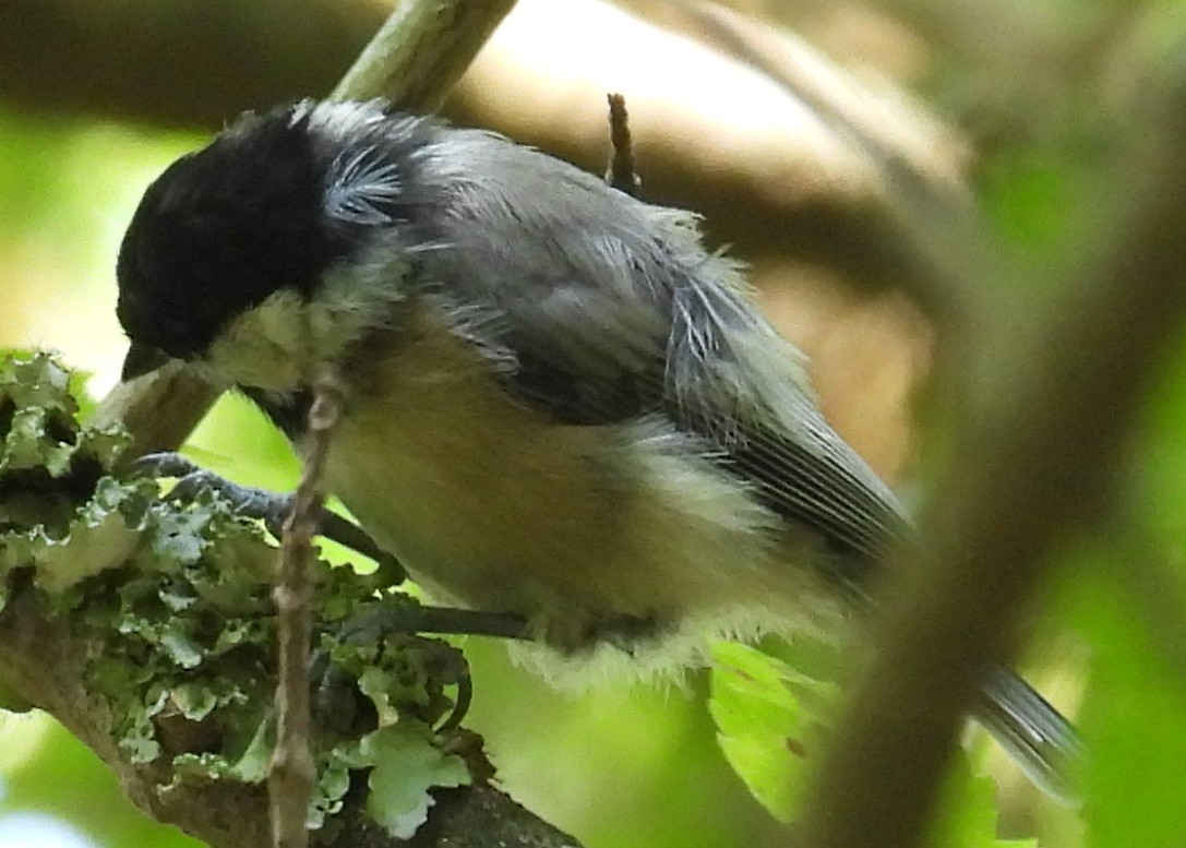 Carolina/Black-capped Chickadee - ML623012350