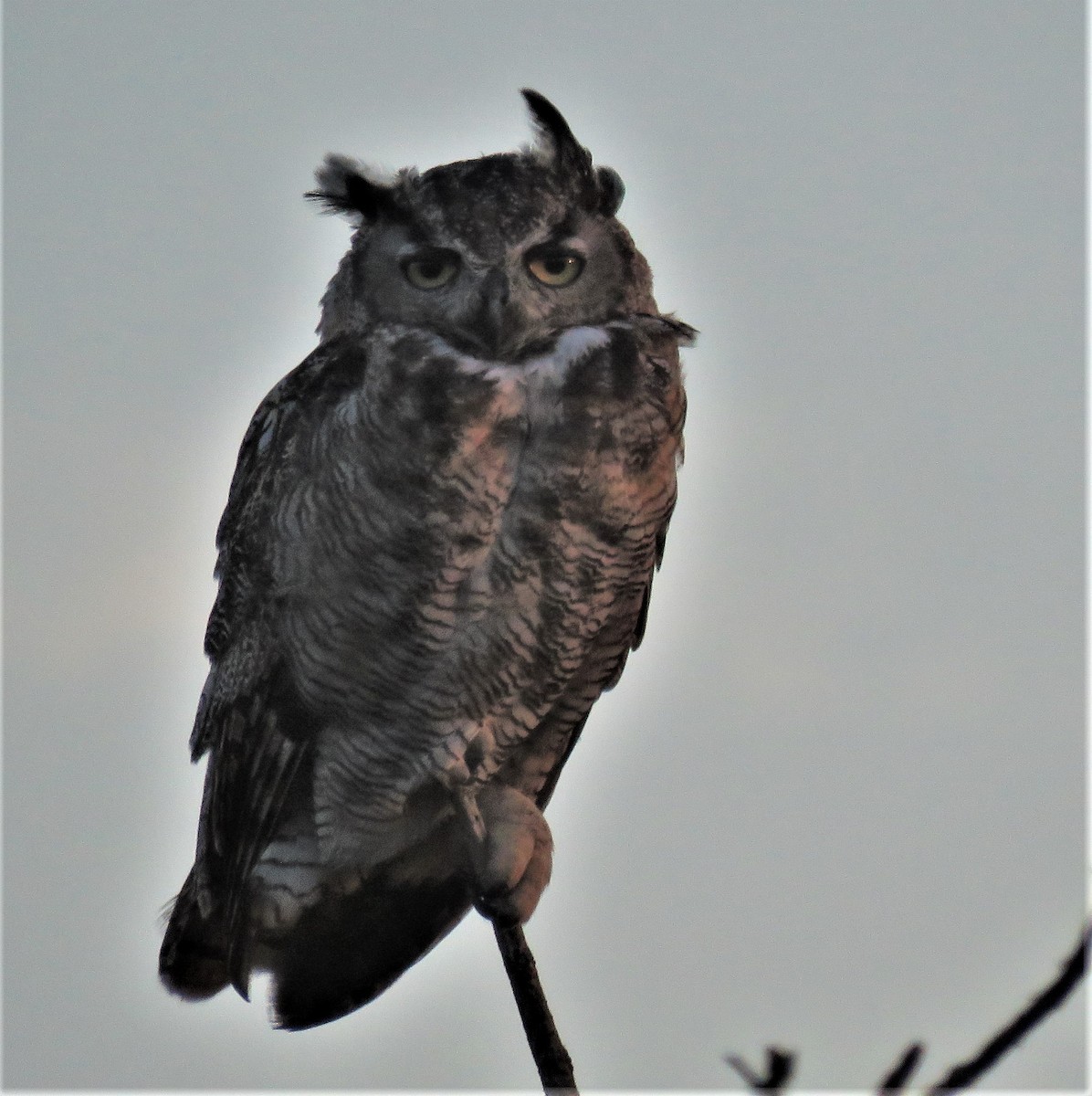 Great Horned Owl - ML623012351