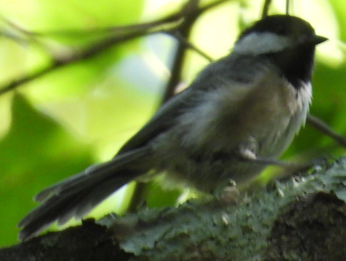 Carolina/Black-capped Chickadee - ML623012363