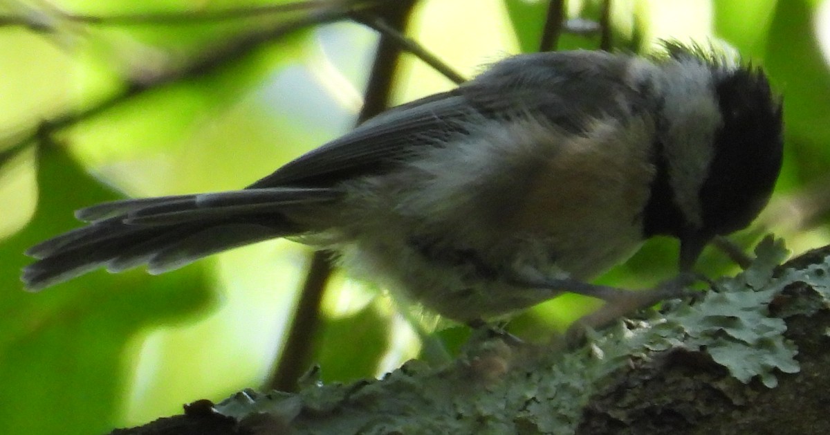 Carolina/Black-capped Chickadee - ML623012365