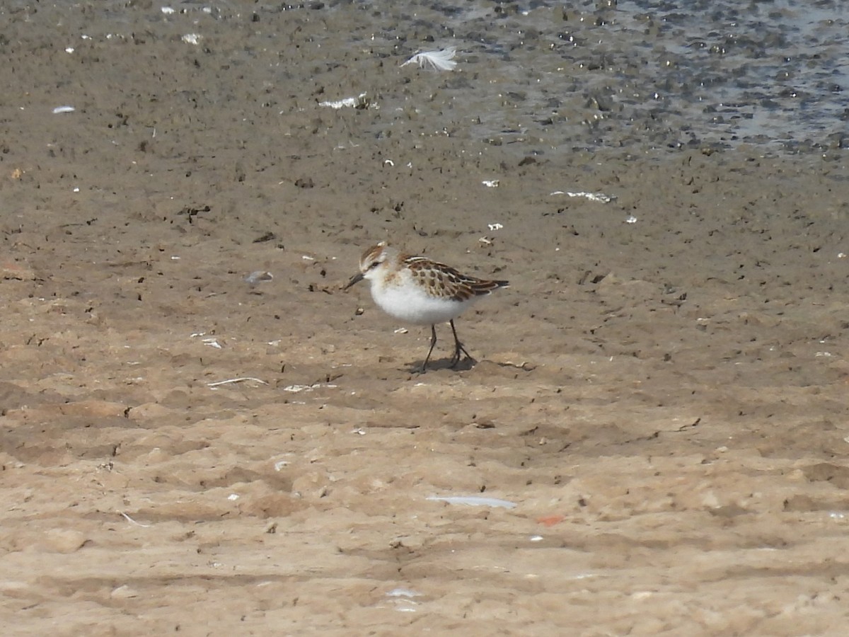 Little Stint - ML623012383