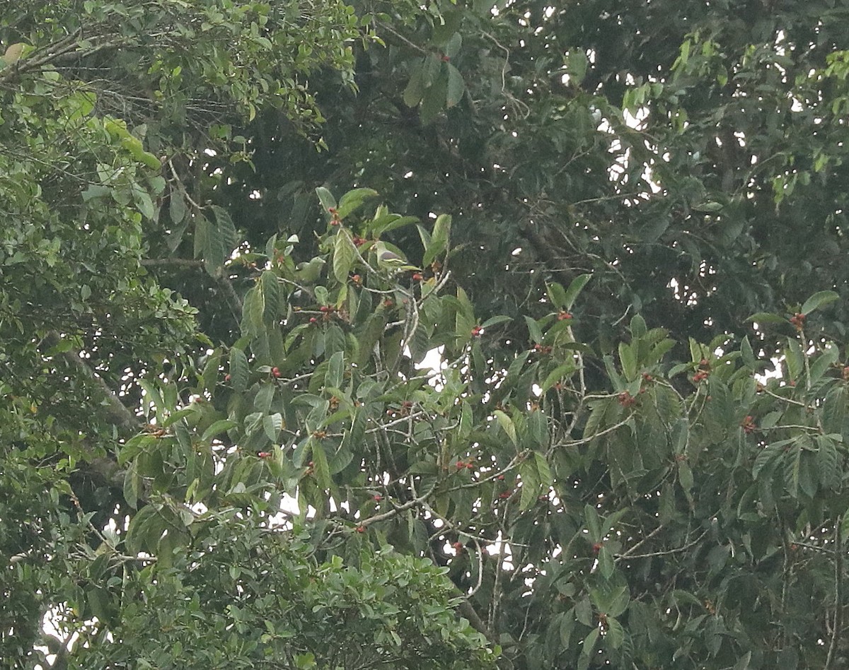 Gray-cheeked Green-Pigeon - ML623012390