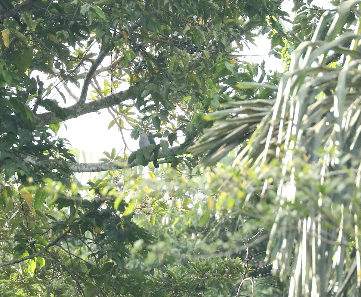 Dúcula Colibarrada - ML623012403