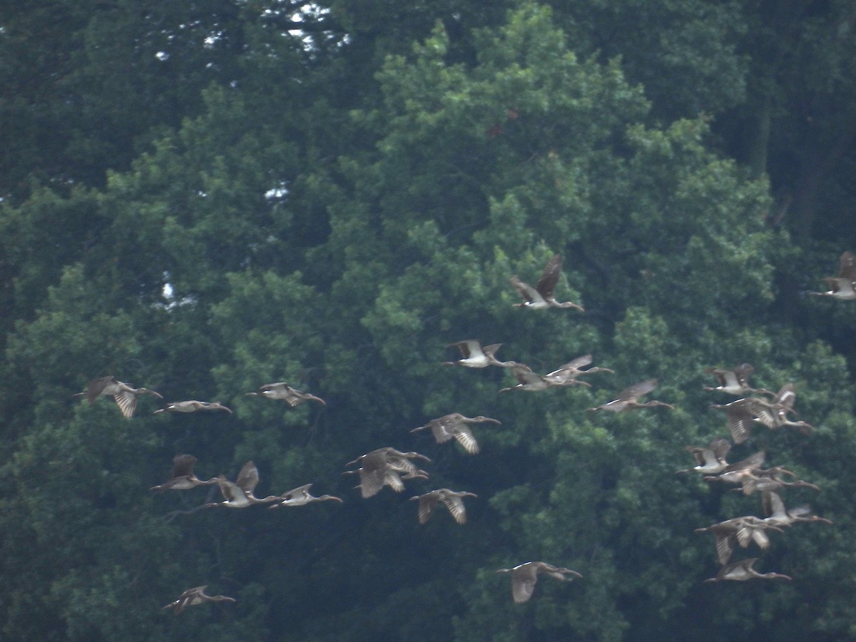 White Ibis - ML623012413