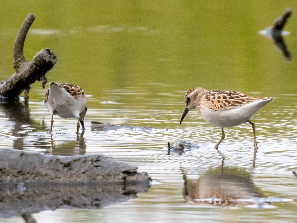 Least Sandpiper - ML623012422