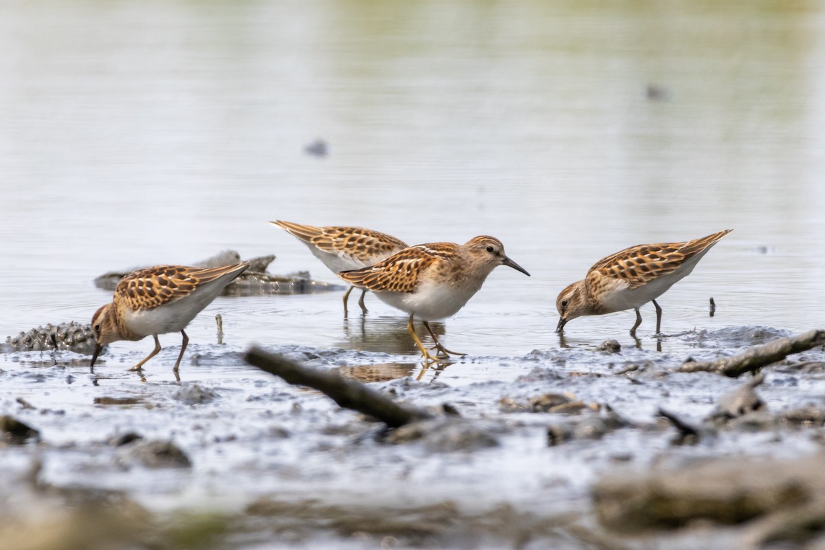 Least Sandpiper - ML623012428