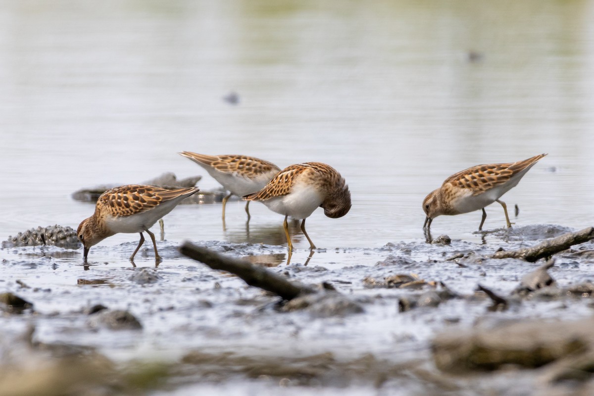 Least Sandpiper - ML623012429
