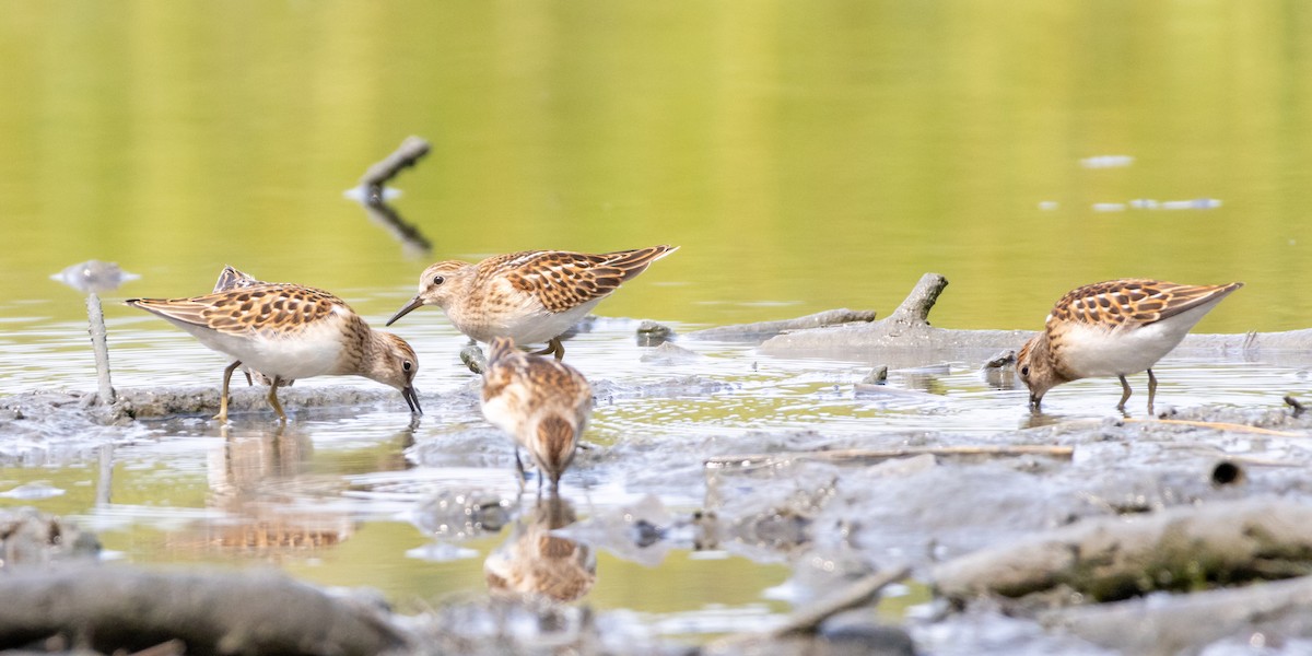 Least Sandpiper - ML623012430
