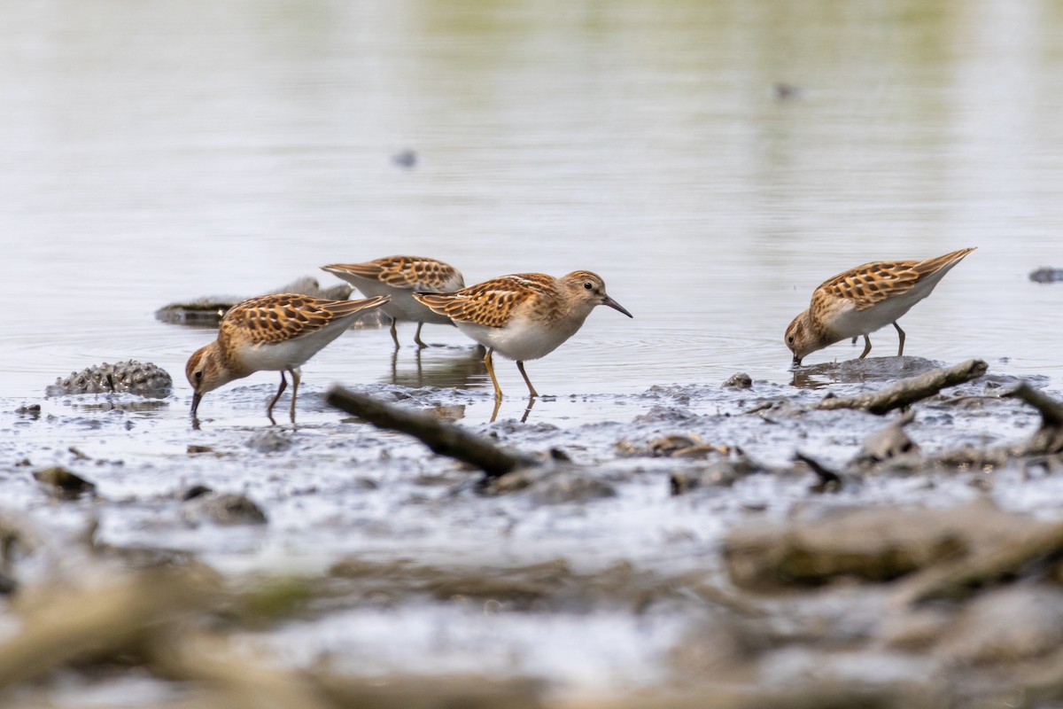 Least Sandpiper - ML623012432