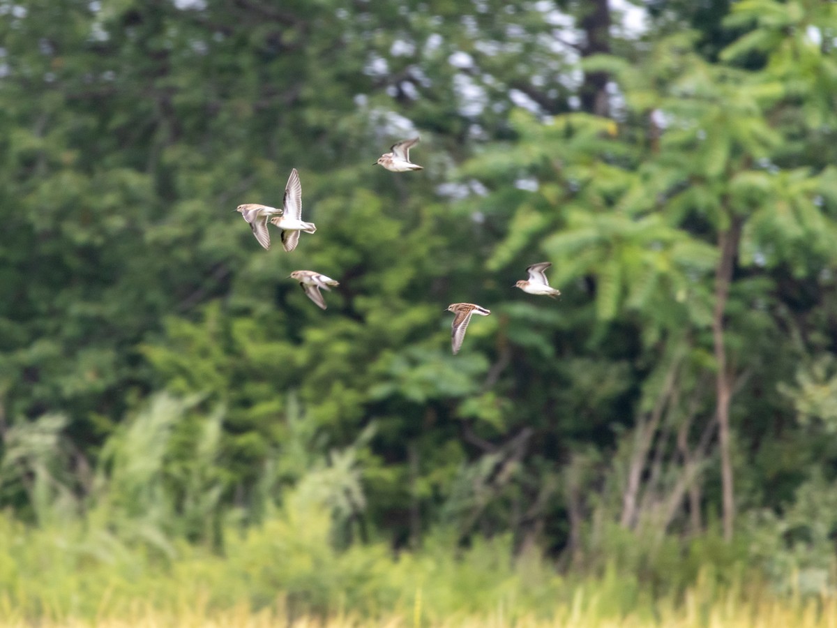 Least Sandpiper - ML623012435