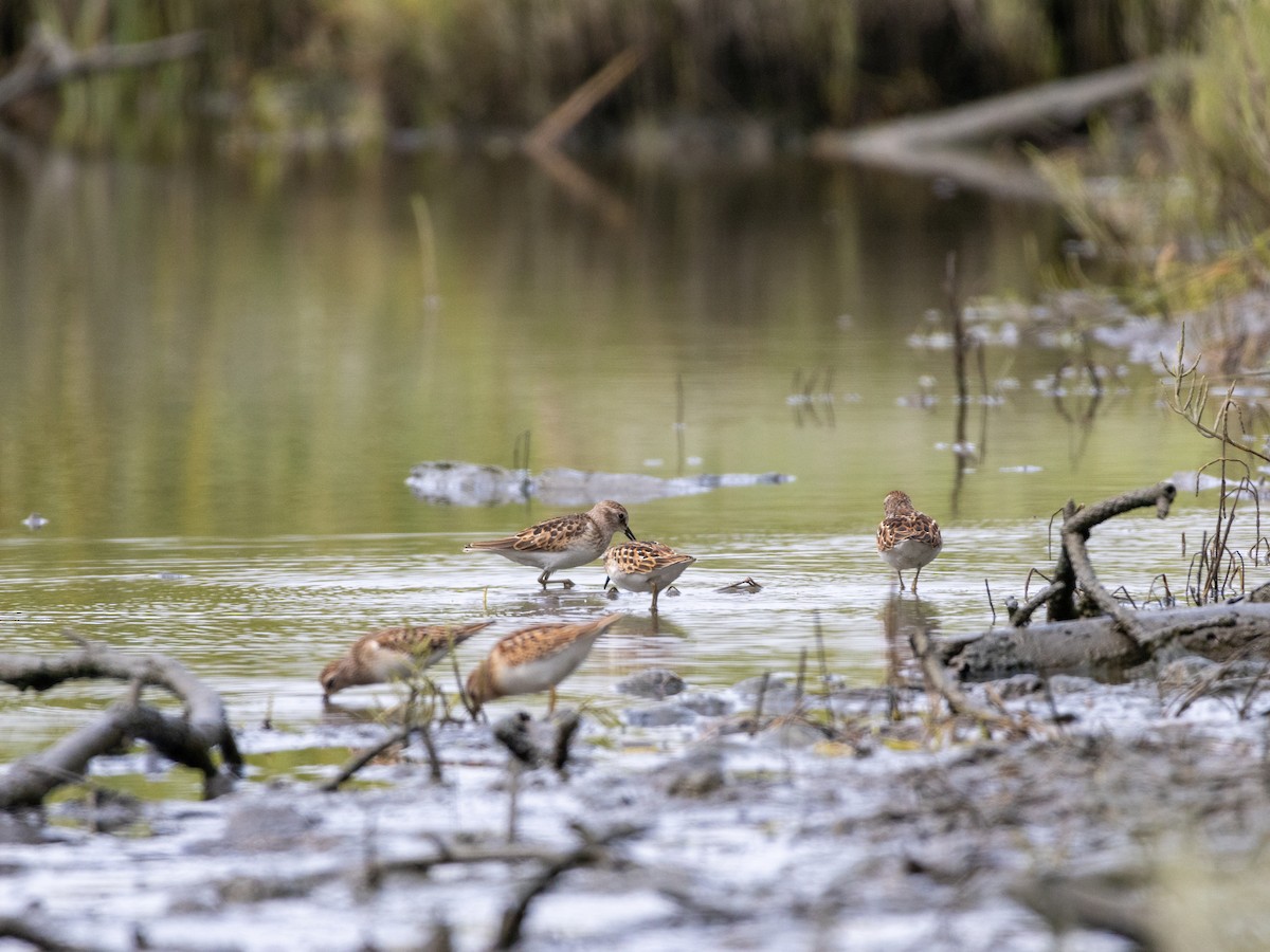 Least Sandpiper - ML623012436
