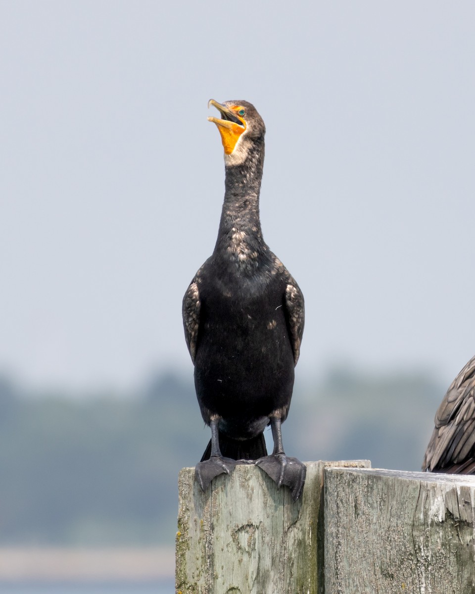 Double-crested Cormorant - ML623012472