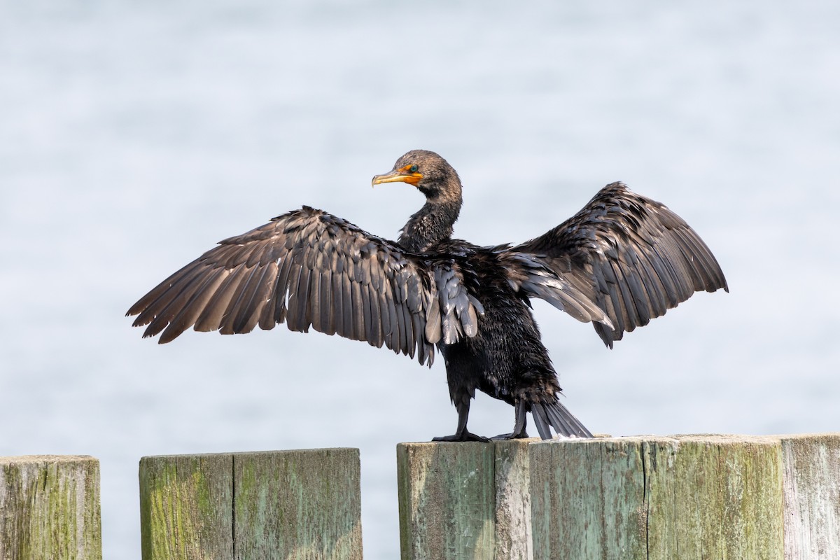 Double-crested Cormorant - ML623012473