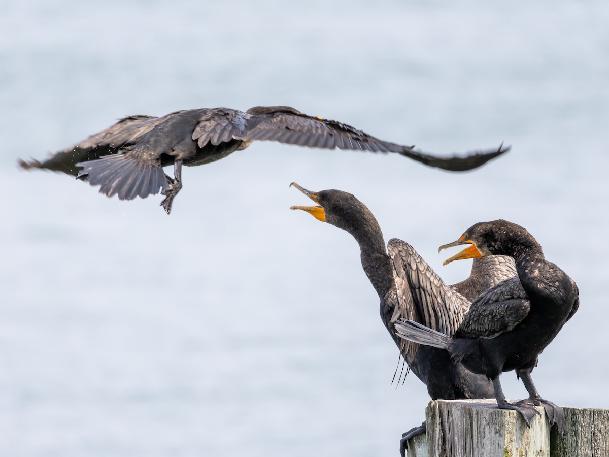 Double-crested Cormorant - ML623012474