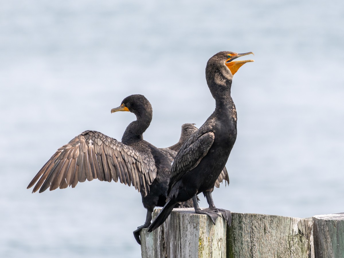 Double-crested Cormorant - ML623012475
