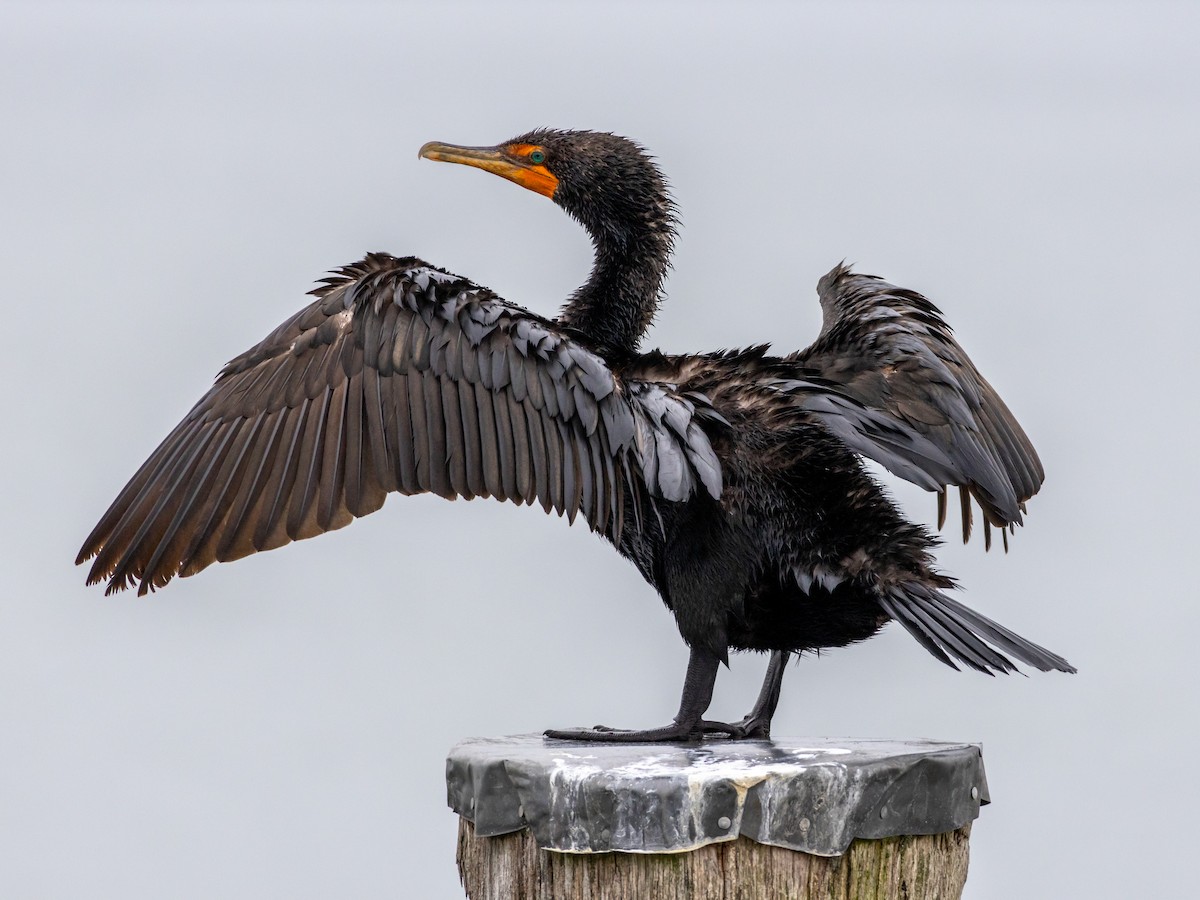 Double-crested Cormorant - ML623012476