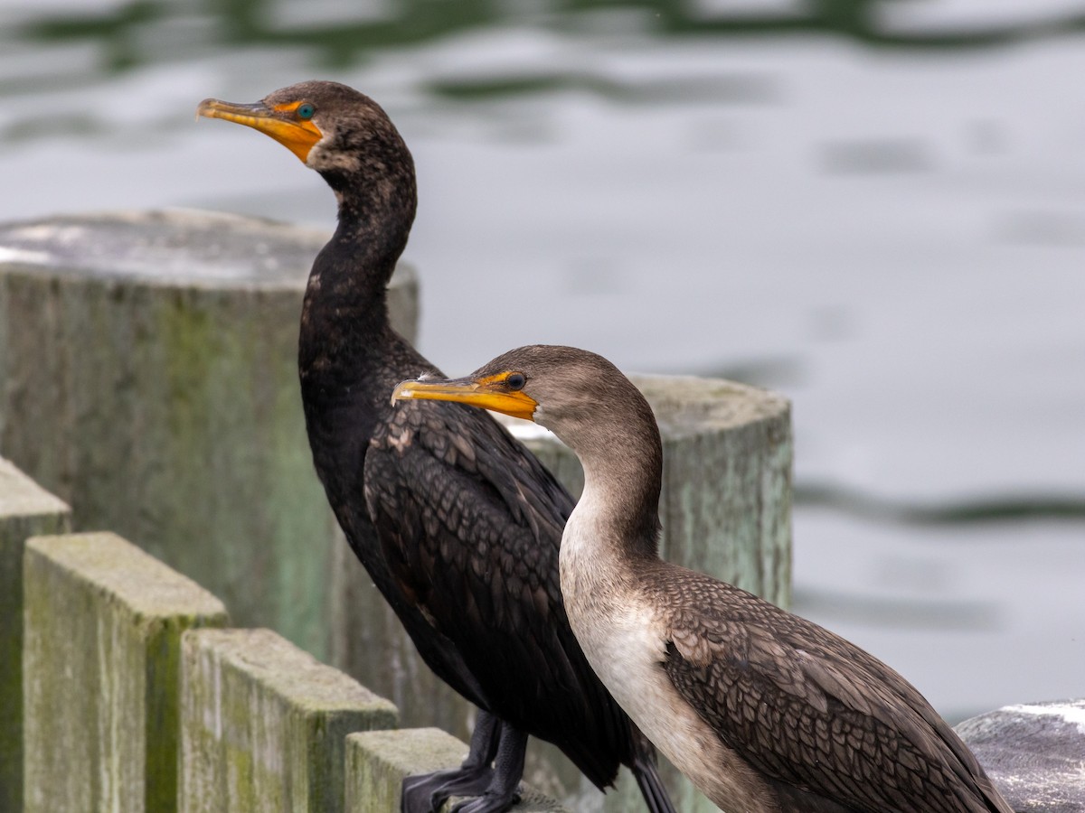 Double-crested Cormorant - ML623012477