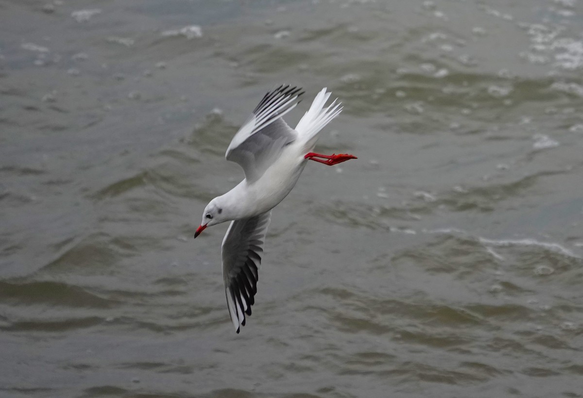 Black-headed Gull - ML623012491