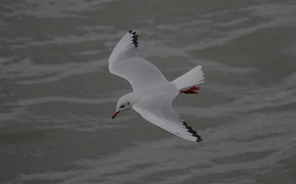 Black-headed Gull - ML623012492