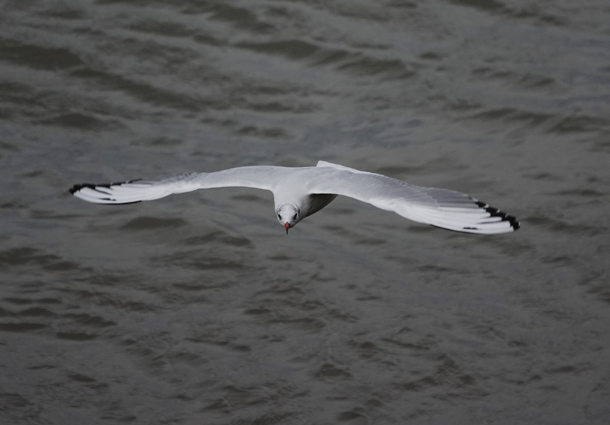 Black-headed Gull - ML623012493