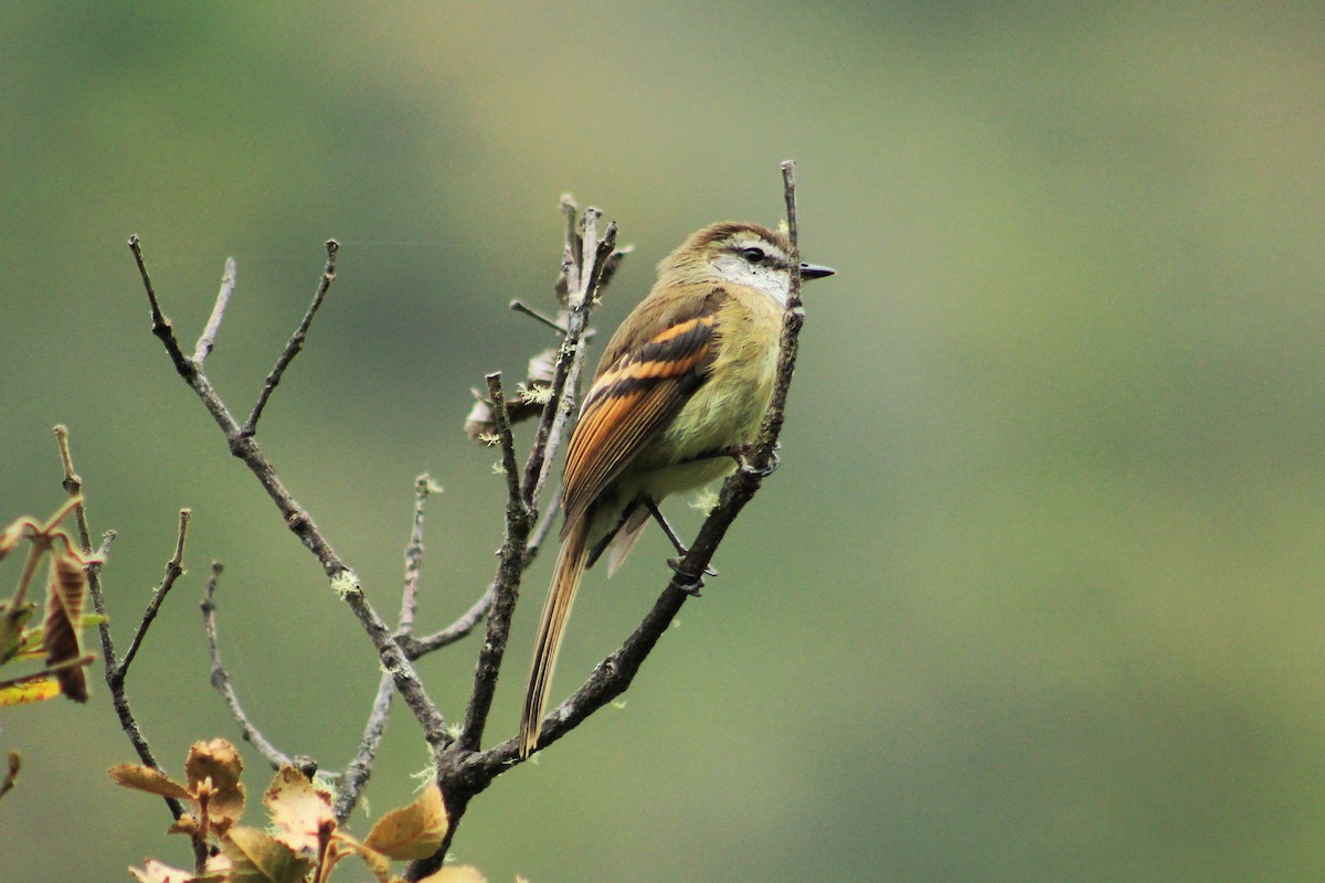 White-throated Tyrannulet - ML623012495