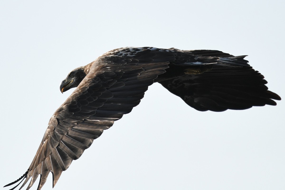 Bald Eagle - ML623012519