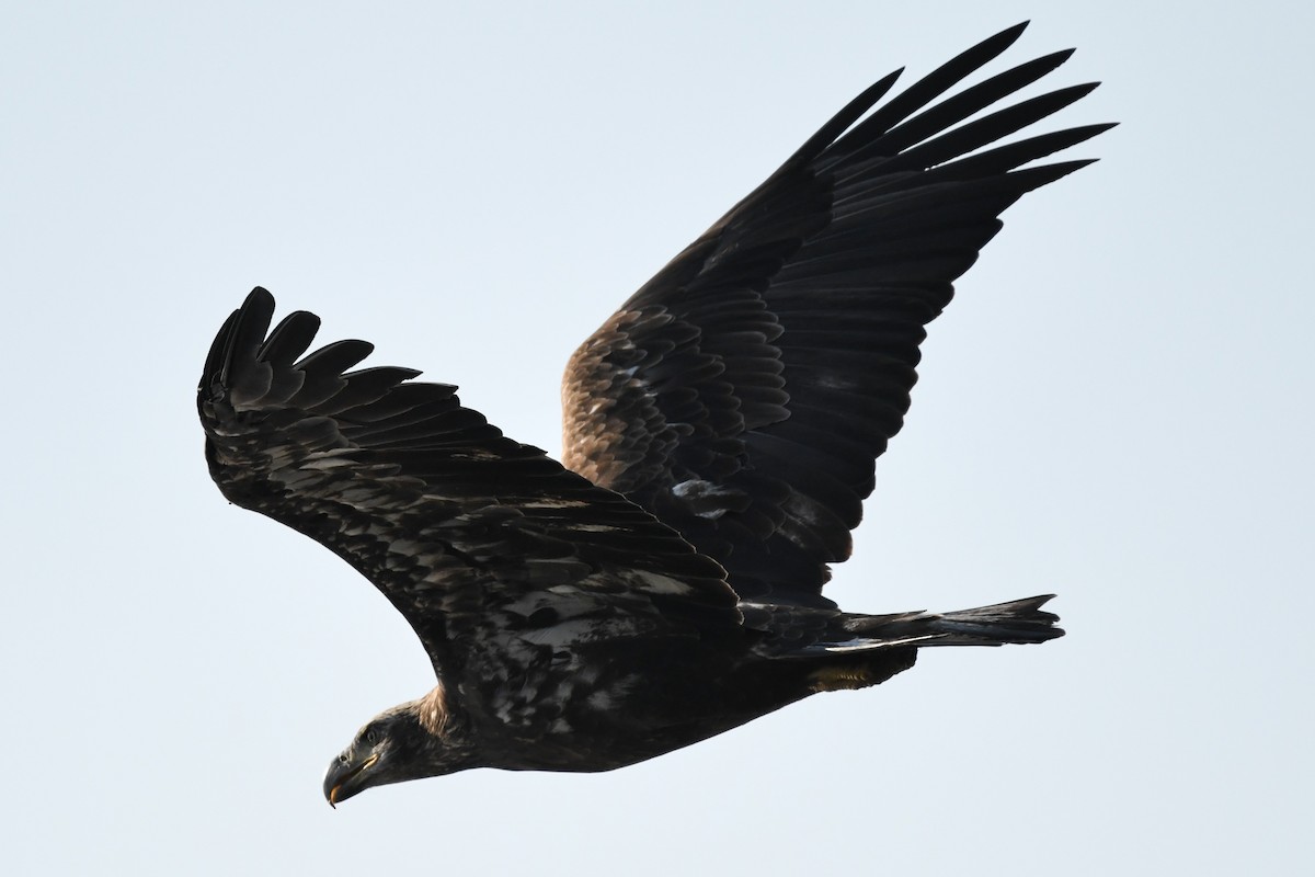 Bald Eagle - ML623012520