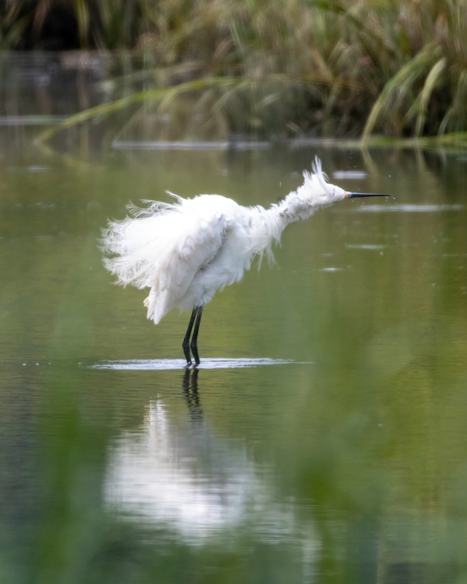 Snowy Egret - ML623012557