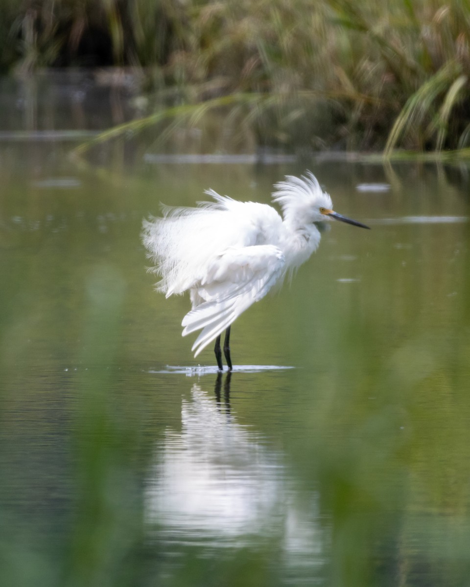Snowy Egret - ML623012558
